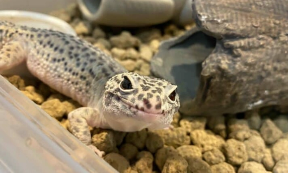 豹紋守宮飼養技巧 豹紋守宮飼養技巧