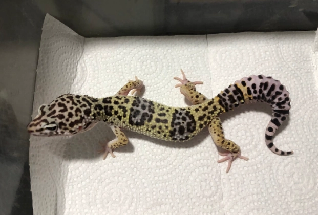 守宮不吃東西怎麼辦 守宮不吃東西怎麼辦