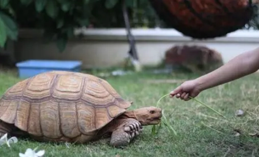 烏龜喜歡被摸哪裡