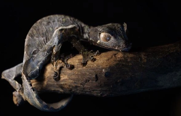 守宮聽得懂人話嗎