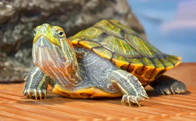 與烏龜互動指南