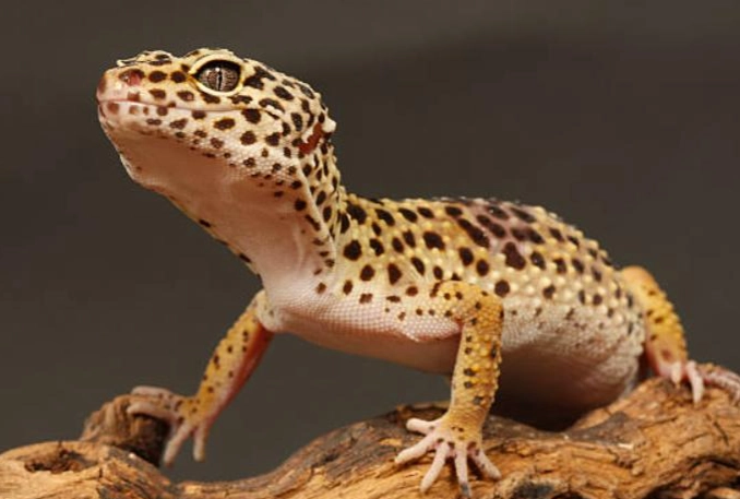 豹紋守宮行為 豹紋守宮行為