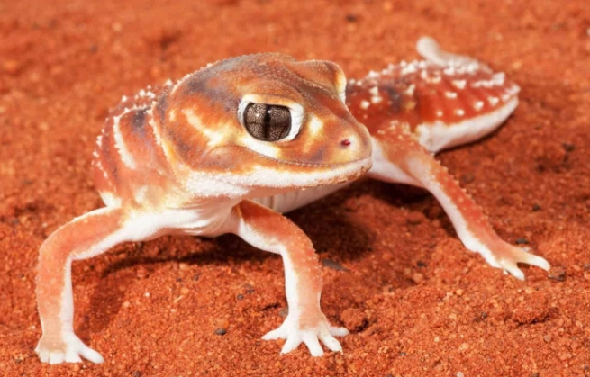 壁虎咬傷處理 壁虎咬傷處理