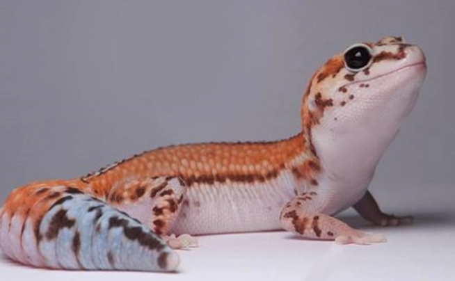 肥尾守宮飼養 肥尾守宮飼養