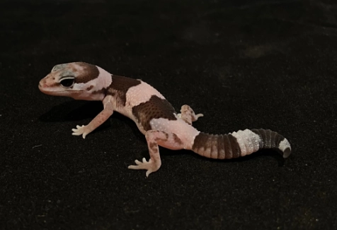 肥尾守宮認主人