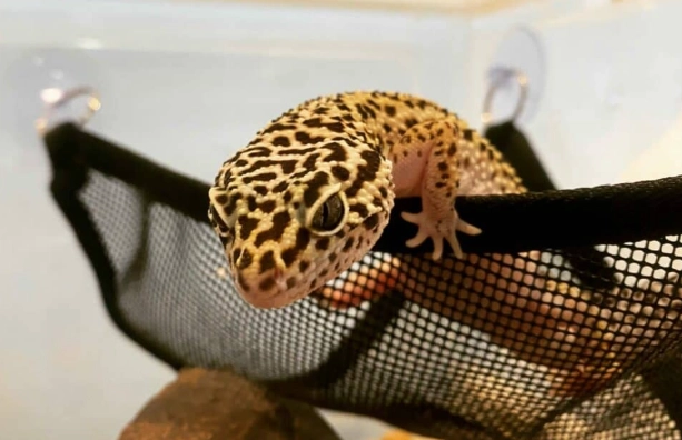 豹紋守宮濕度設定