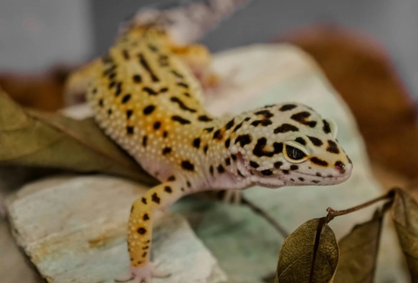 豹紋守宮可以活多久