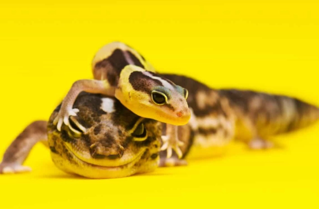 肥尾守宮飼養 肥尾守宮飼養