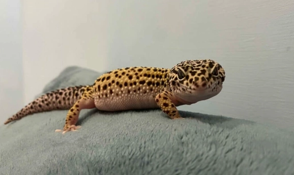 豹紋守宮壽命 豹紋守宮壽命