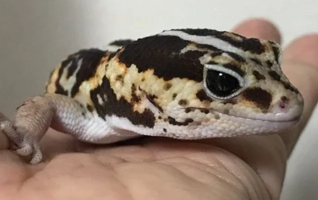 肥尾守宮飼養 肥尾守宮飼養