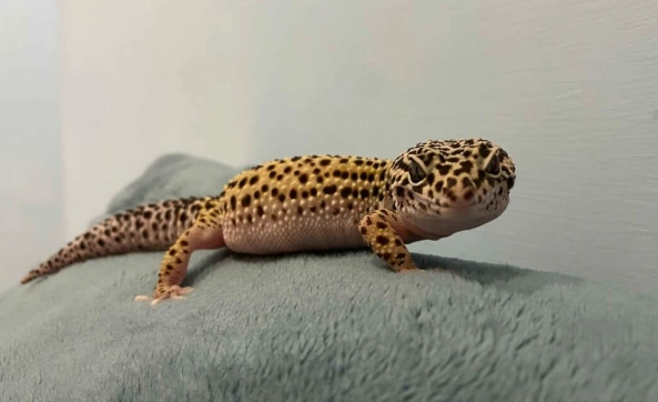 豹紋守宮拒食 豹紋守宮拒食