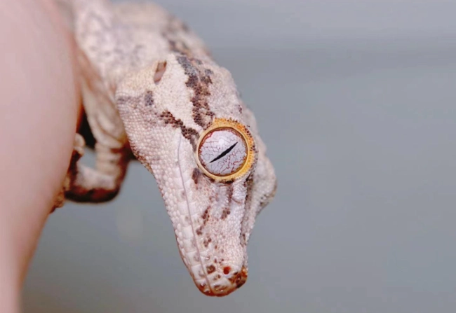 壁虎咬傷急救 壁虎咬傷急救