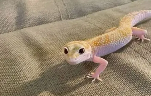 守宮吃什麼 守宮吃什麼