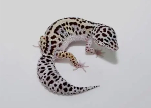 守宮不吃東西怎麼辦 守宮不吃東西怎麼辦