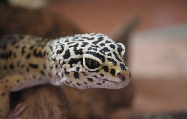 守宮不吃東西怎麼辦 守宮不吃東西怎麼辦