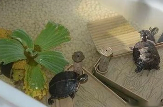 烏龜聽得懂人話嗎