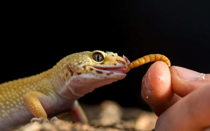 壁虎咬傷急救 壁虎咬傷急救
