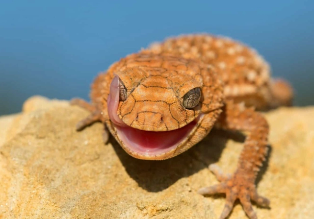 守宮咬傷處理 守宮咬傷處理