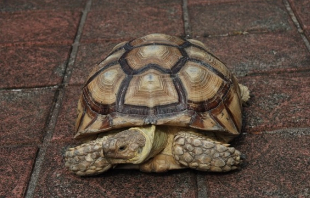 寵物龜 訓練 寵物龜 訓練