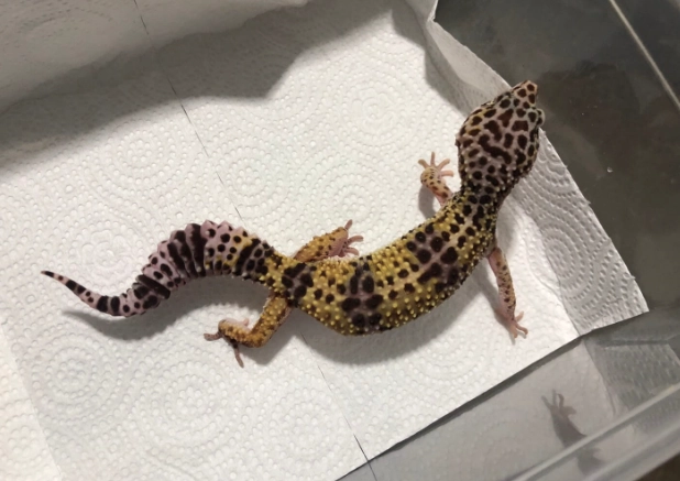 守宮咬傷處理 守宮咬傷處理