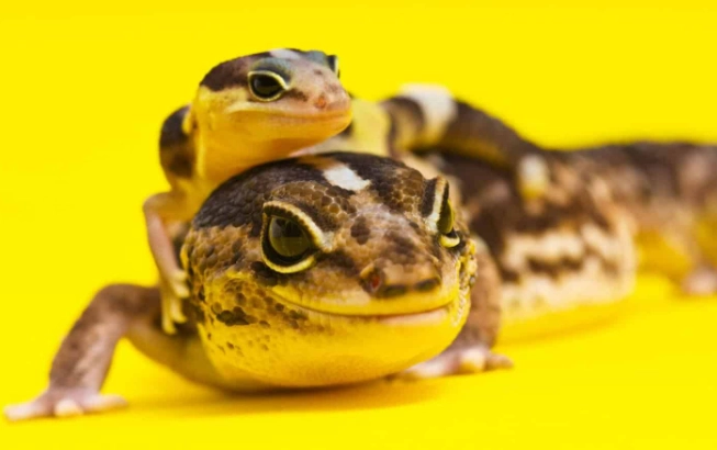 爬蟲寵物行為 爬蟲寵物行為