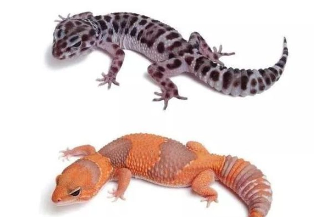 肥尾守宮咬人處理