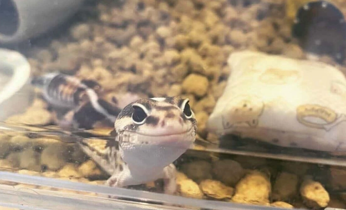 肥尾守宮體重 肥尾守宮體重