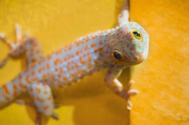 壁虎咬傷處理 壁虎咬傷處理