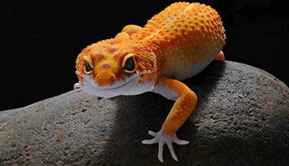 爬蟲寵物行為 爬蟲寵物行為