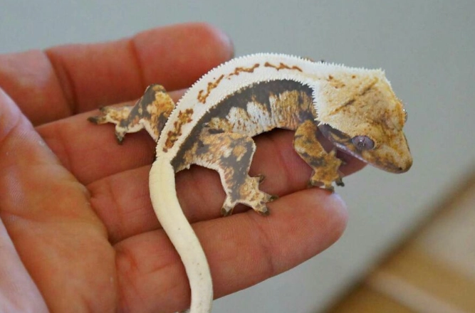 睫角守宮會認主人嗎