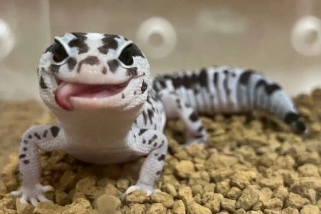 肥尾守宮成長速度