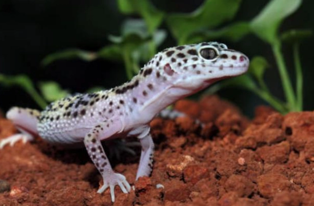 守宮互動 守宮互動