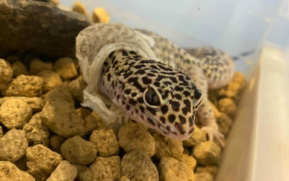 豹紋守宮拒食 豹紋守宮拒食