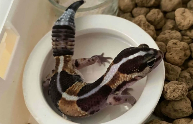 肥尾守宮體重 肥尾守宮體重