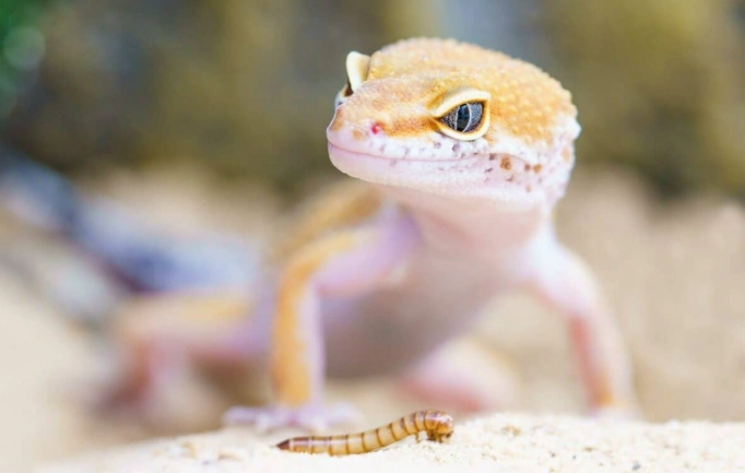 被守宮咬怎麼辦