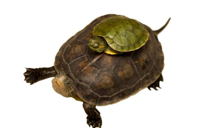 龜類 智力 龜類 智力