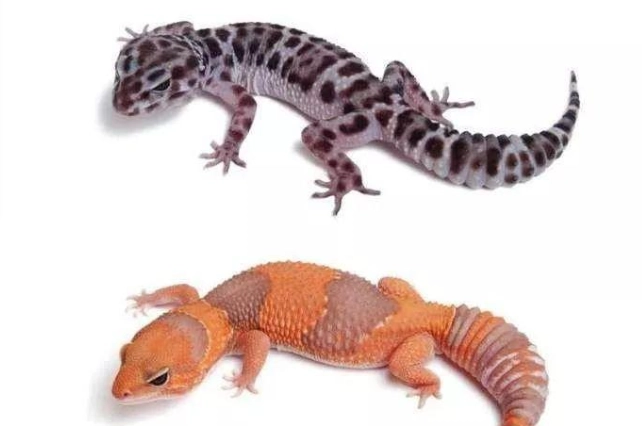 肥尾守宮體重 肥尾守宮體重