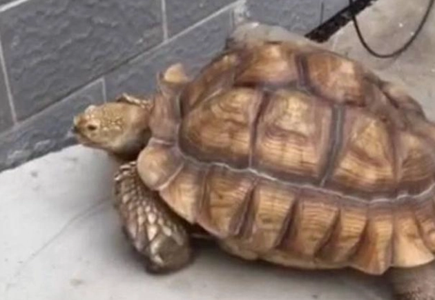 龜類 智力 龜類 智力