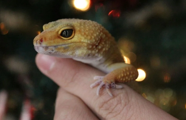 守宮互動 守宮互動