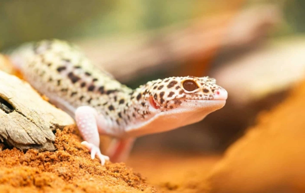 豹紋守宮壽命 豹紋守宮壽命