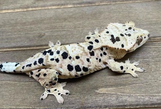 睫角守宮認主人