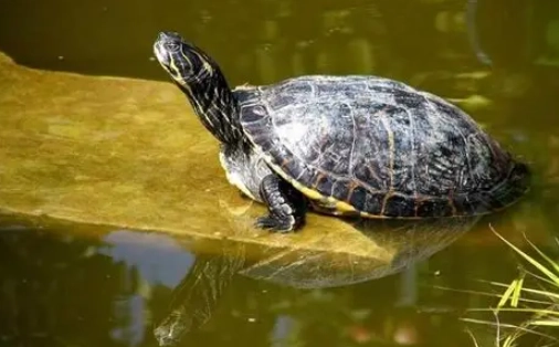 寵物龜 訓練 寵物龜 訓練