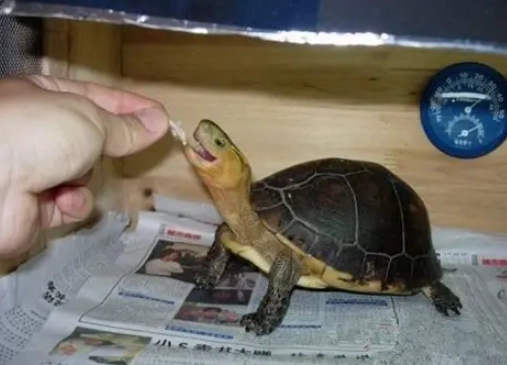 烏龜 聽得懂 人話 烏龜 聽得懂 人話