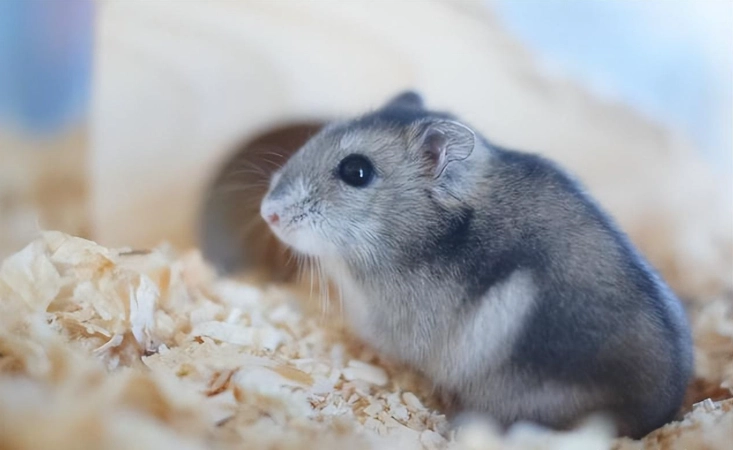 如何養寵物鼠 如何養寵物鼠
