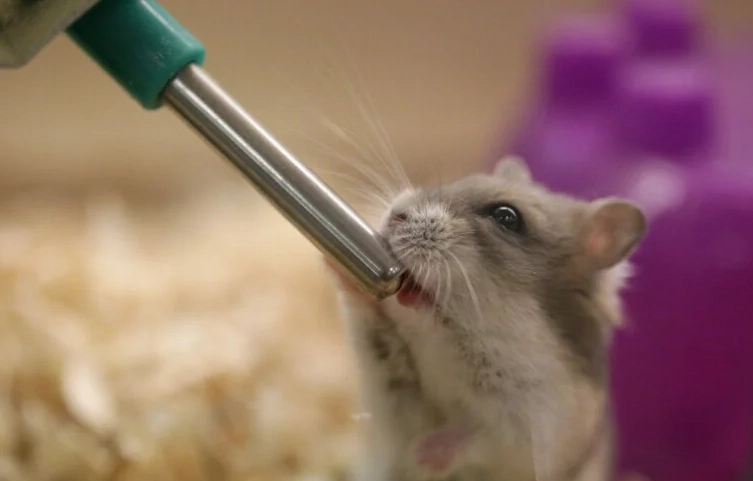 倉鼠一天喝多少水