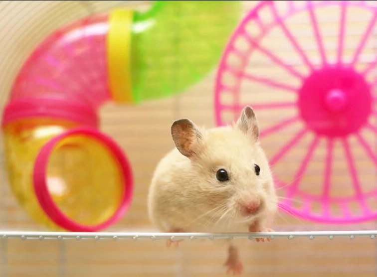 倉鼠 飲水 需求