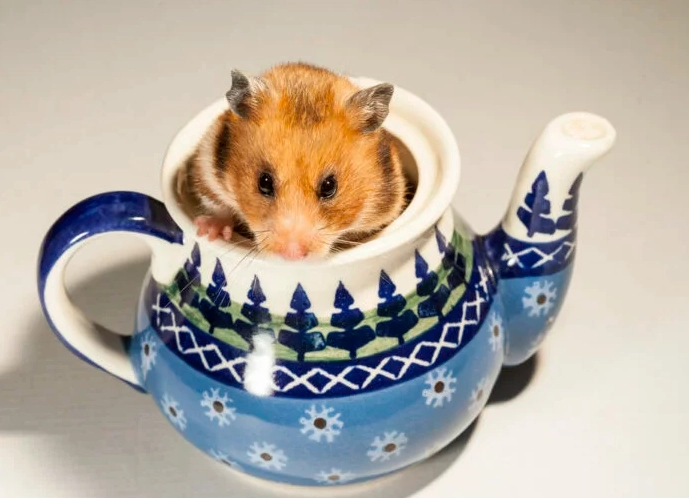 倉鼠 飲水 需求