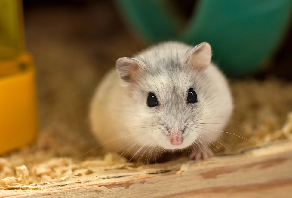 如何挑選倉鼠 如何挑選倉鼠