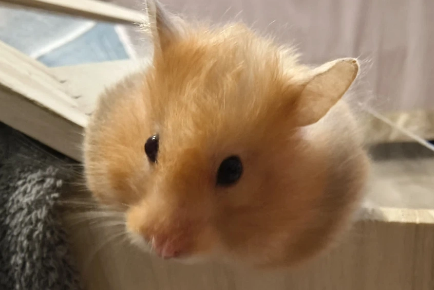 倉鼠寶寶 倉鼠寶寶