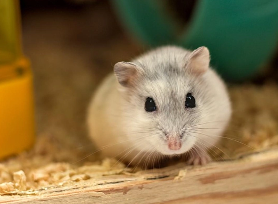 幼鼠照顧 幼鼠照顧
